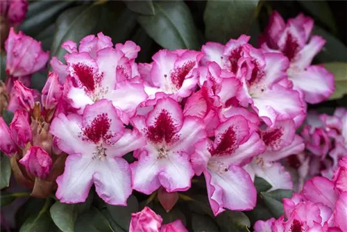 Rhododendron-Hybride 'Hachmann's Charmant'-R- - Rhododendron Hybr.'Hachmann's Charmant'-R- IV