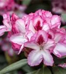 Rhododendron-Hybride 'Hachmann's Charmant'-R- - Rhododendron Hybr.'Hachmann's Charmant'-R- IV