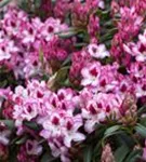 Rhododendron-Hybride 'Hachmann's Charmant'-R- - Rhododendron Hybr.'Hachmann's Charmant'-R- IV