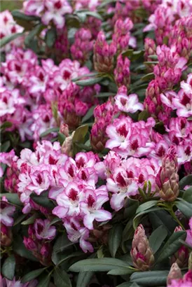 Rhododendron-Hybride 'Hachmann's Charmant'-R- - Rhododendron Hybr.'Hachmann's Charmant'-R- IV