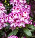 Rhododendron-Hybride 'Hachmann's Charmant'-R- - Rhododendron Hybr.'Hachmann's Charmant'-R- IV