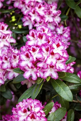 Rhododendron-Hybride 'Hachmann's Charmant'-R- - Rhododendron Hybr.'Hachmann's Charmant'-R- IV