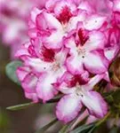 Rhododendron-Hybride 'Hachmann's Charmant'-R- - Rhododendron Hybr.'Hachmann's Charmant'-R- IV