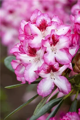 Rhododendron-Hybride 'Hachmann's Charmant'-R- - Rhododendron Hybr.'Hachmann's Charmant'-R- IV