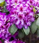 Rhododendron-Hybride 'Hachmann's Charmant'-R- - Rhododendron Hybr.'Hachmann's Charmant'-R- IV