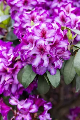 Rhododendron-Hybride 'Hachmann's Charmant'-R- - Rhododendron Hybr.'Hachmann's Charmant'-R- IV