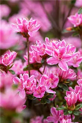 Japanische Azalee 'Kermesina Rose' - Rhododendron obt.'Kermesina Rose' II