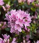 Japanische Azalee 'Kermesina Rose' - Rhododendron obt.'Kermesina Rose' II