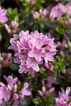 Japanische Azalee 'Kermesina Rose' - Rhododendron obt.'Kermesina Rose' II