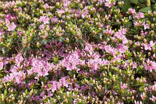 Japanische Azalee 'Kermesina Rose' - Rhododendron obt.'Kermesina Rose' II