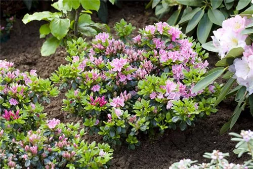 Japanische Azalee 'Rokoko' - Rhododendron obt.'Rokoko' III