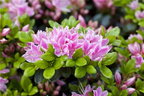 Japanische Azalee 'Rokoko' - Rhododendron obt.'Rokoko' III