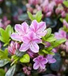 Japanische Azalee 'Rokoko' - Rhododendron obt.'Rokoko' III