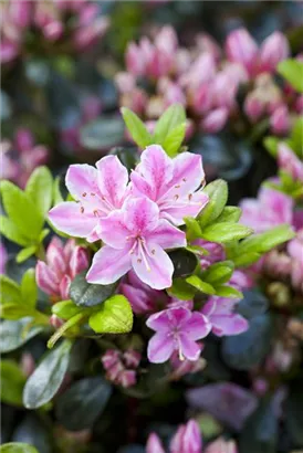 Japanische Azalee 'Rokoko' - Rhododendron obt.'Rokoko' III