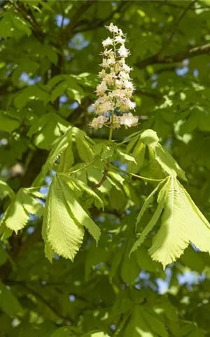 Aesculus hippocastanum