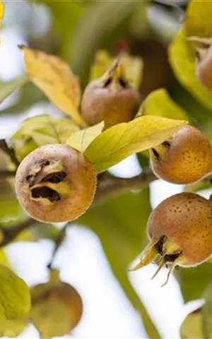 Mespilus germanica - Baum