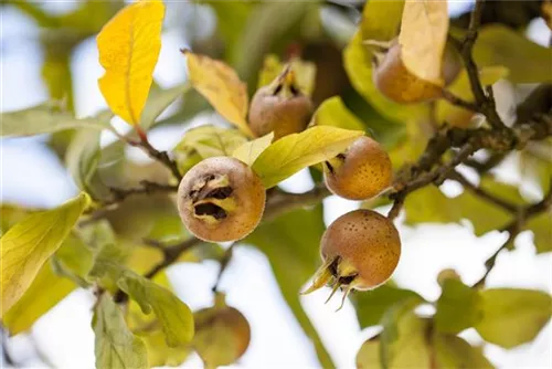 Mispel - Mespilus germanica - Formgehölze