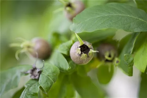 Mispel - Mespilus germanica - Formgehölze