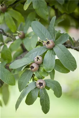 Mispel - Mespilus germanica - Formgehölze