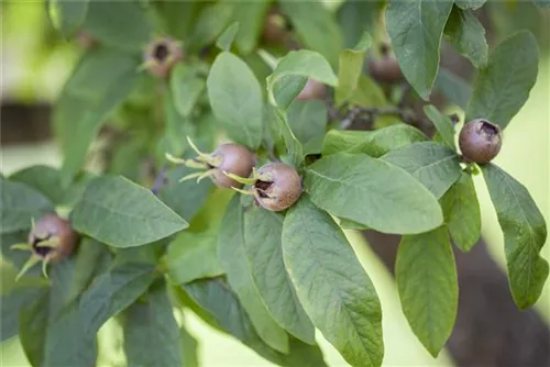 Mispel - Mespilus germanica - Formgehölze