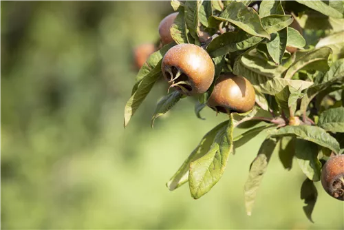 Mispel - Mespilus germanica - Formgehölze