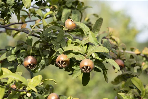 Mispel - Mespilus germanica - Formgehölze