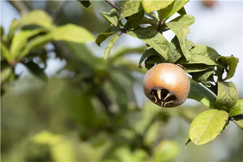 Mispel - Mespilus germanica - Formgehölze