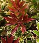 Schattenglöckchen 'Flaming Silver' - Pieris japonica 'Flaming Silver'