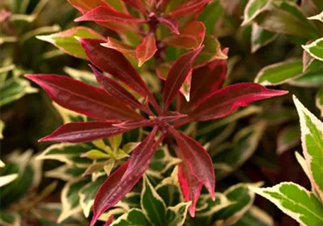 Pieris japonica 'Flaming Silver' - Schattenglöckchen 'Flaming Silver'