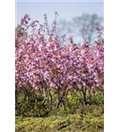 Japan.Nelkenkirsche 'Kanzan' - Prunus serrulata 'Kanzan' CAC - Formgehölze