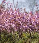 Japan.Nelkenkirsche 'Kanzan' - Prunus serrulata 'Kanzan' CAC - Formgehölze