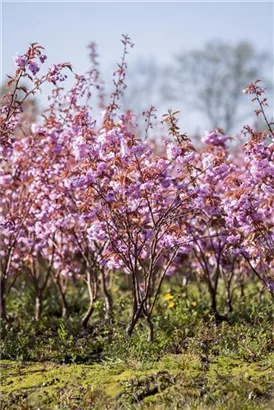 Japan.Nelkenkirsche 'Kanzan' - Prunus serrulata 'Kanzan' CAC - Formgehölze