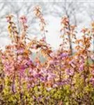 Japan.Nelkenkirsche 'Kanzan' - Prunus serrulata 'Kanzan' CAC - Formgehölze