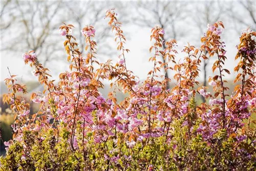 Japan.Nelkenkirsche 'Kanzan' - Prunus serrulata 'Kanzan' CAC - Formgehölze