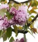 Japan.Nelkenkirsche 'Kanzan' - Prunus serrulata 'Kanzan' CAC - Formgehölze