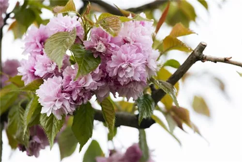 Japan.Nelkenkirsche 'Kanzan' - Prunus serrulata 'Kanzan' CAC - Formgehölze