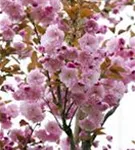 Japan.Nelkenkirsche 'Kanzan' - Prunus serrulata 'Kanzan' CAC - Formgehölze