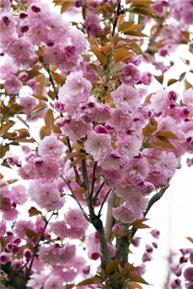 Japan.Nelkenkirsche 'Kanzan' - Prunus serrulata 'Kanzan' CAC - Formgehölze