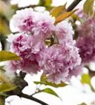 Japan.Nelkenkirsche 'Kanzan' - Prunus serrulata 'Kanzan' CAC - Formgehölze