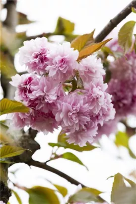 Japan.Nelkenkirsche 'Kanzan' - Prunus serrulata 'Kanzan' CAC - Formgehölze