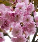 Japan.Nelkenkirsche 'Kanzan' - Prunus serrulata 'Kanzan' CAC - Formgehölze