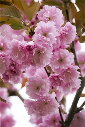 Japan.Nelkenkirsche 'Kanzan' - Prunus serrulata 'Kanzan' CAC - Formgehölze