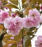 Japan.Nelkenkirsche 'Kanzan' - Prunus serrulata 'Kanzan' CAC - Formgehölze