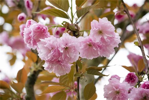 Japan.Nelkenkirsche 'Kanzan' - Prunus serrulata 'Kanzan' CAC - Formgehölze