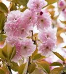 Japan.Nelkenkirsche 'Kanzan' - Prunus serrulata 'Kanzan' CAC - Formgehölze