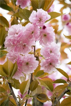 Japan.Nelkenkirsche 'Kanzan' - Prunus serrulata 'Kanzan' CAC - Formgehölze