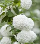 Gewöhnlicher Schneeball 'Roseum' - Viburnum opulus 'Roseum'