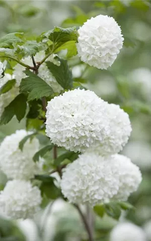 Viburnum opulus 'Roseum'