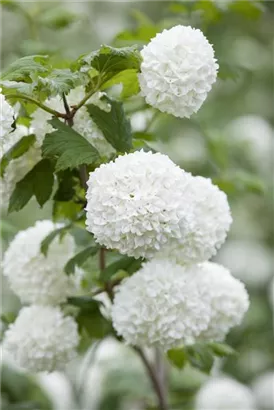 Gewöhnlicher Schneeball 'Roseum' - Viburnum opulus 'Roseum'