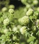 Gewöhnlicher Schneeball 'Roseum' - Viburnum opulus 'Roseum'